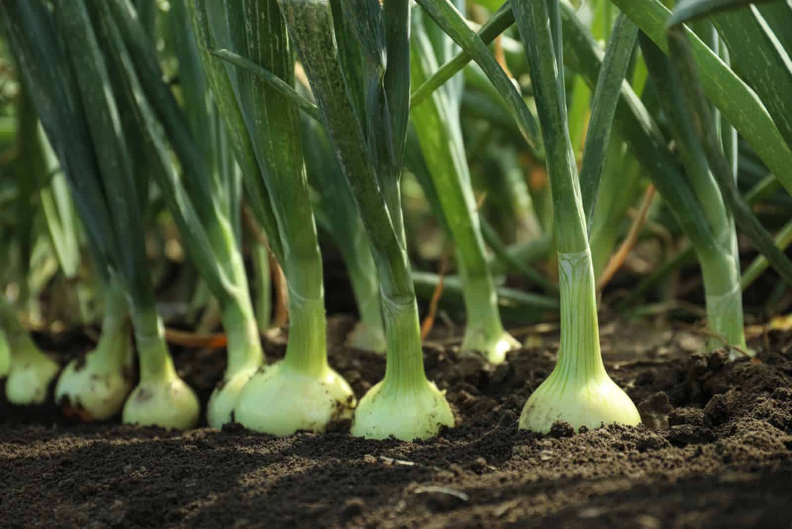 How Many Onions Grow From One Bulb? (Explained)