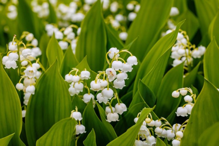lilly of the valley