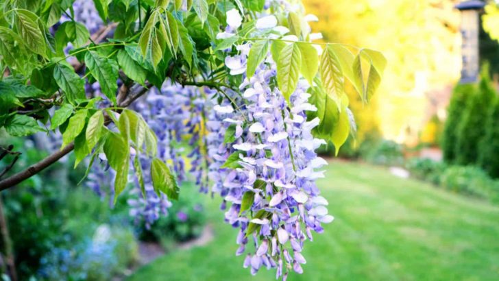 How To Grow Wisteria And Keep It Under Control
