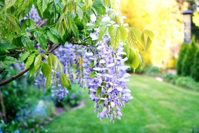 beautiful wisteria tree