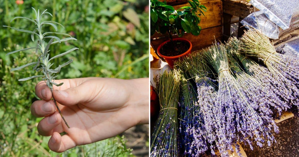 propagation of lavender