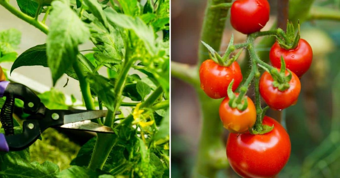 How To Prune Tomato Plants To Increase Your Harvest How To Prune Tomato Plants To Increase Your Harvest