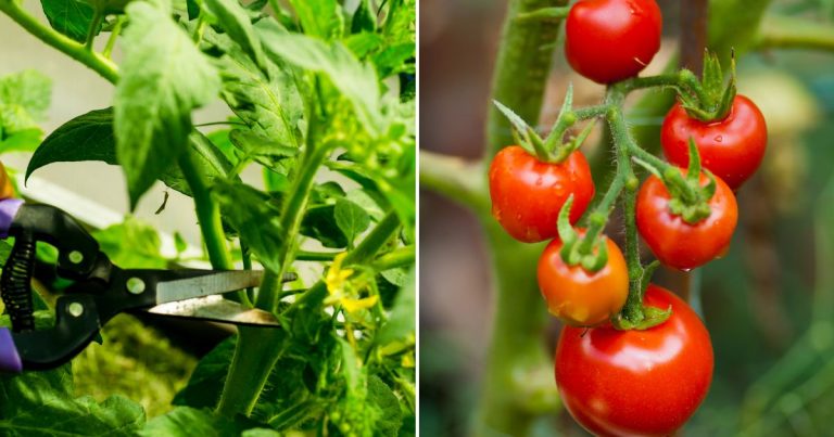 How To Prune Tomato Plants To Increase Your Harvest