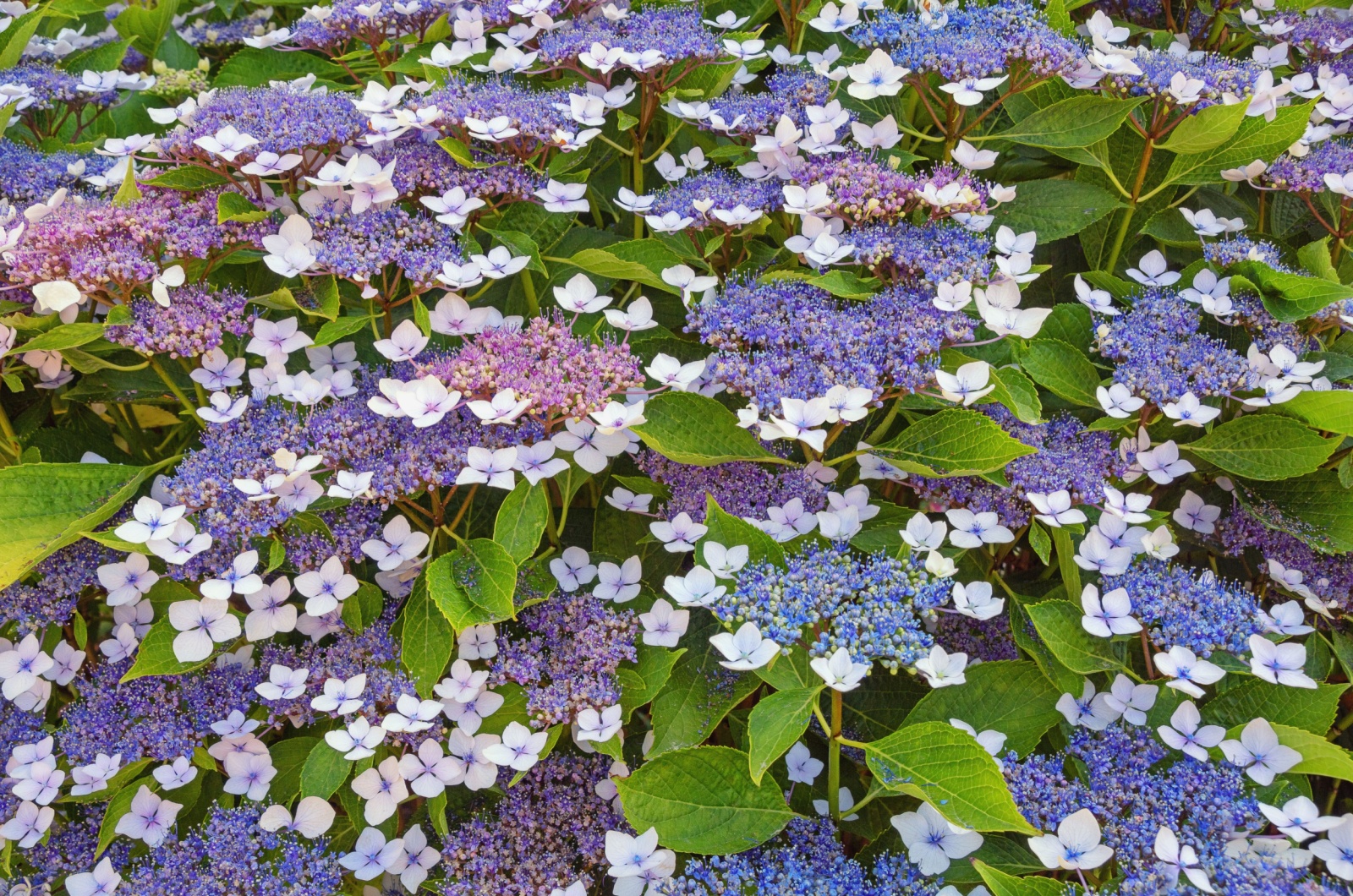 Hydrangea aspera