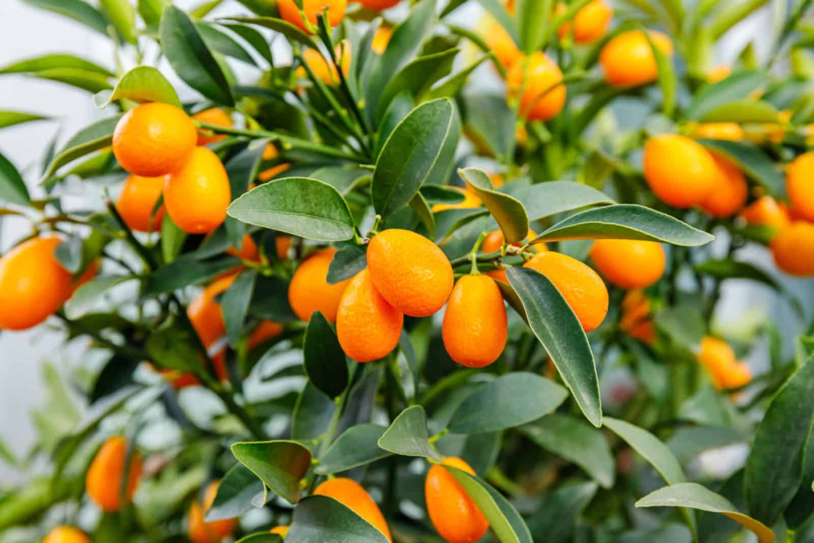 Kumquats tree