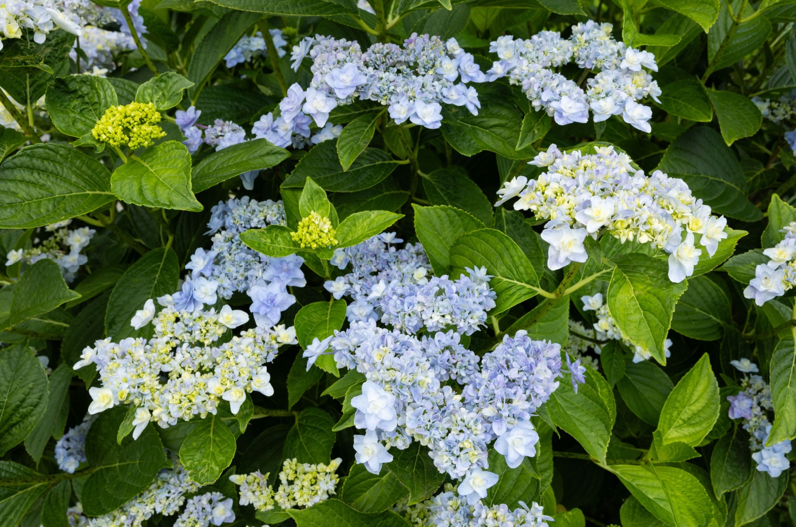 Lacecap Hydrangeas