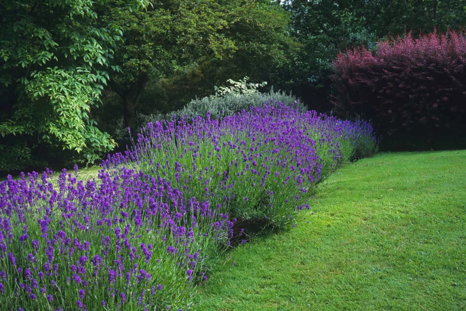 Lavender hedge in flower at a Country Garden