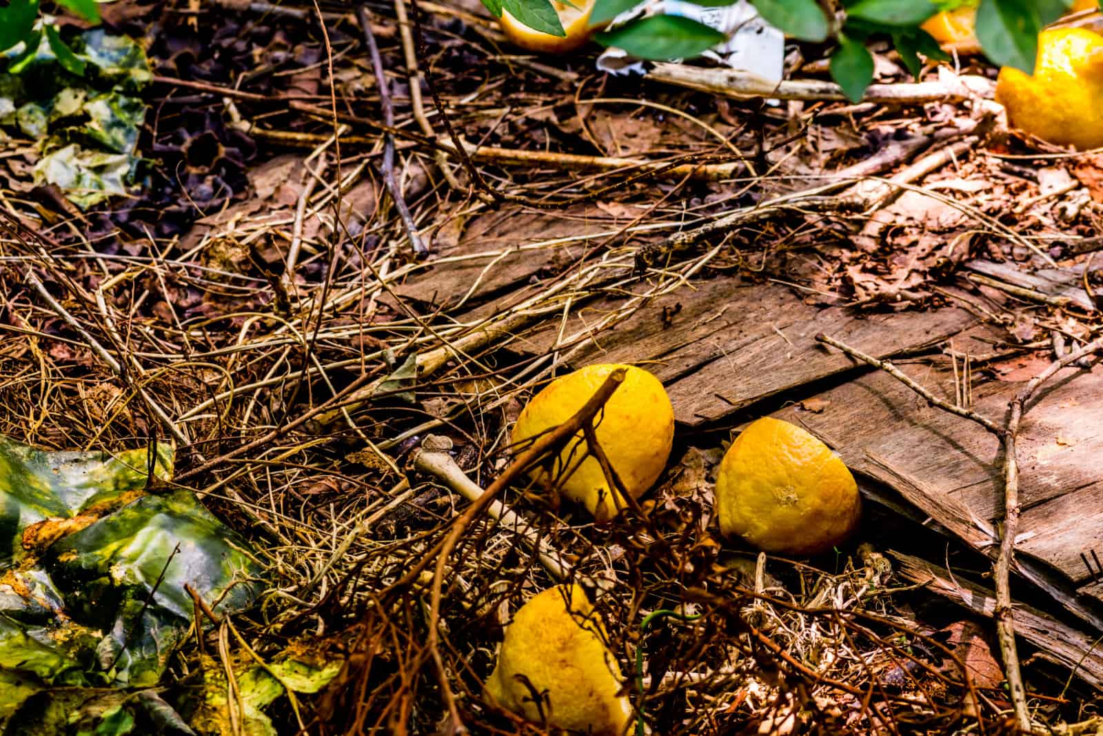 Lemon rinds scattered on ground among dried twigs and green leaves.
