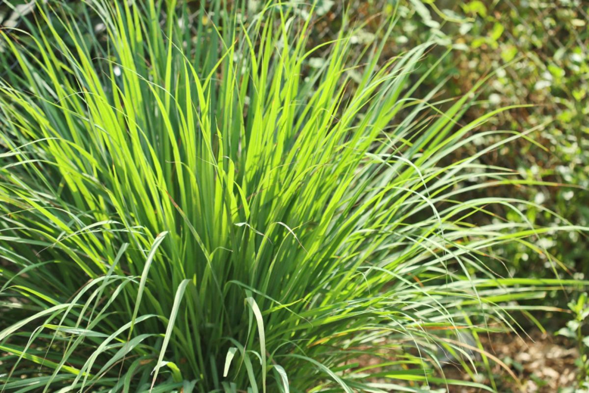 11 Compelling Reasons To Grow Lemongrass In Your Garden