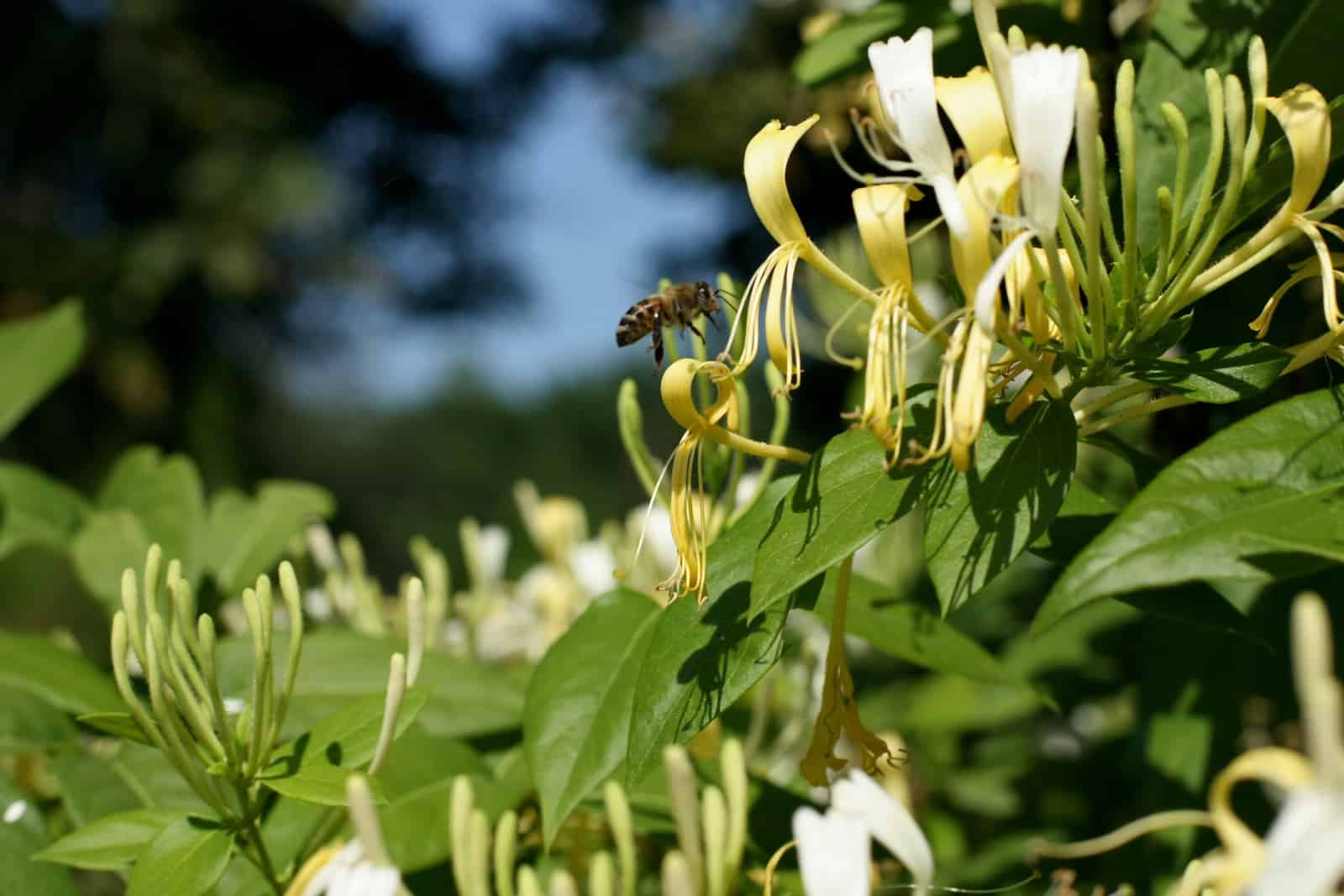Lonicera Similis flowering plant and flying honey bee.