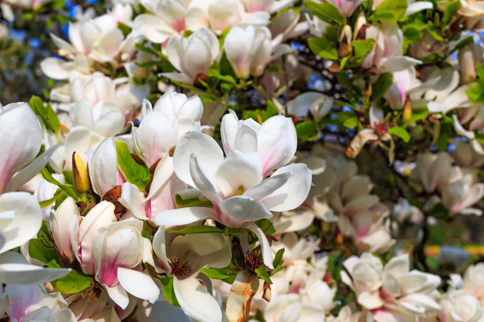 Magnolia flowers, close up