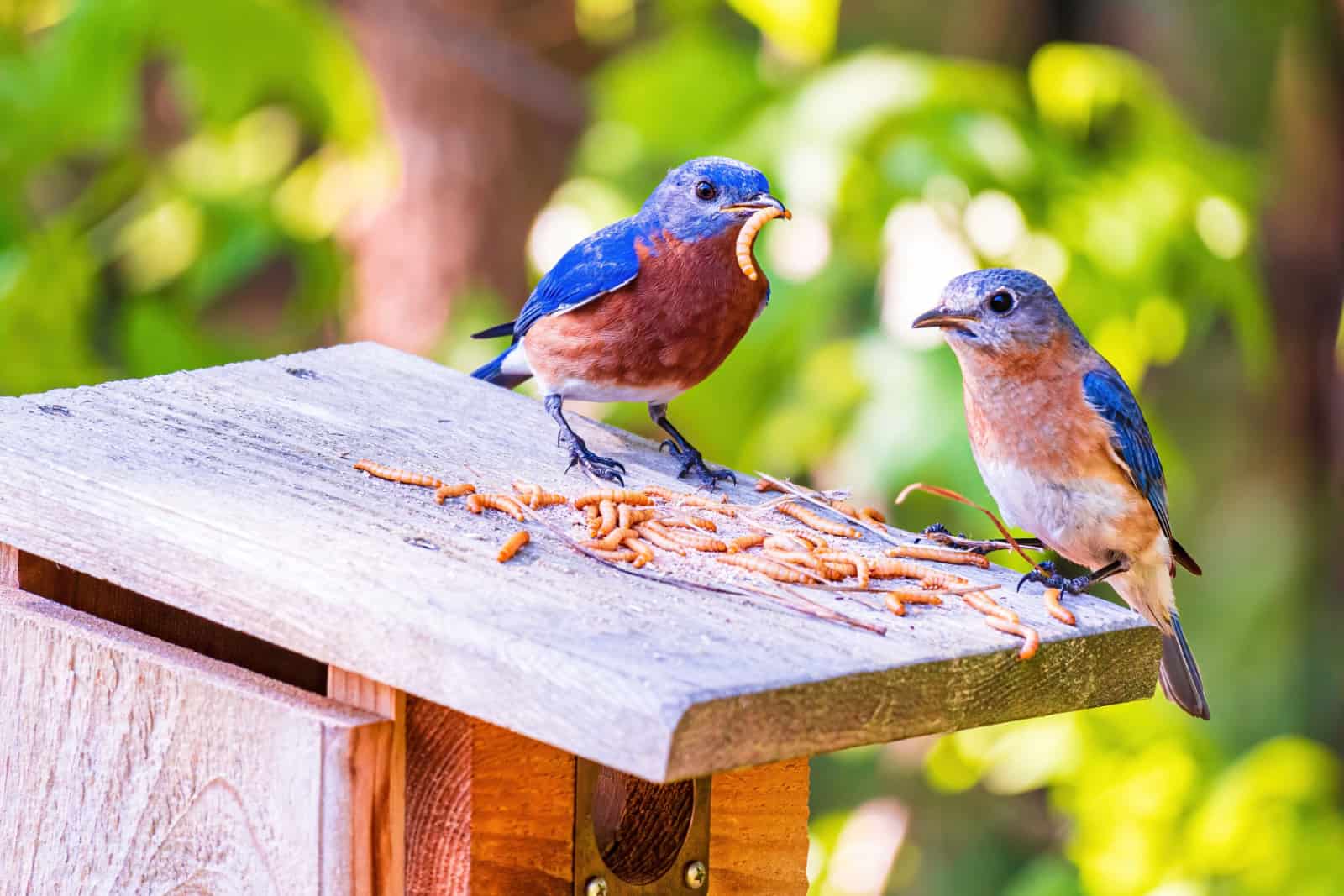 Male and Female Eastern Bluebirds Dine on Mealworms on Their Nest Box.