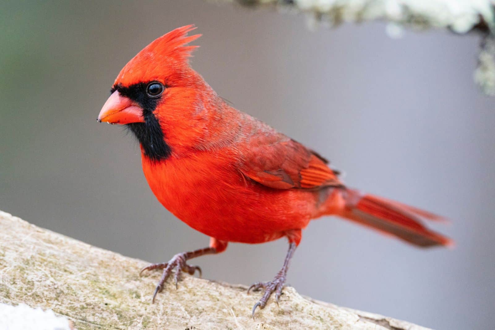 Male red northern cardinal 