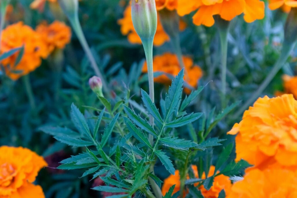 Marigold flowers