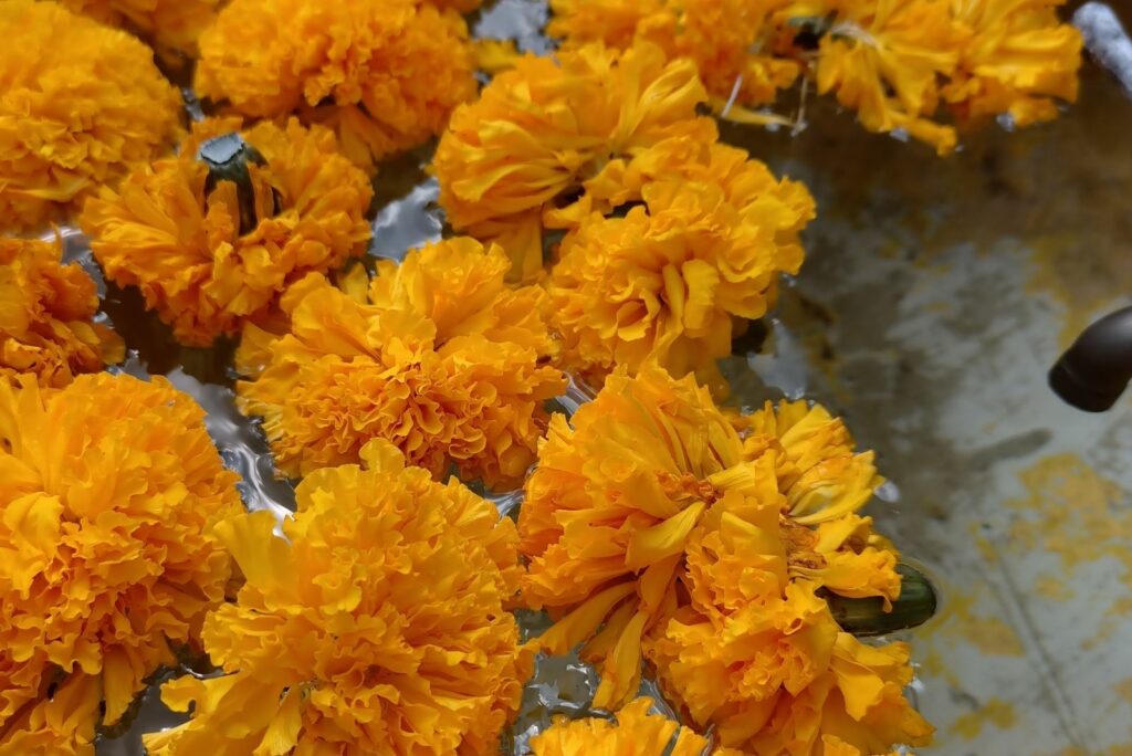 Marigold flowers are boiled