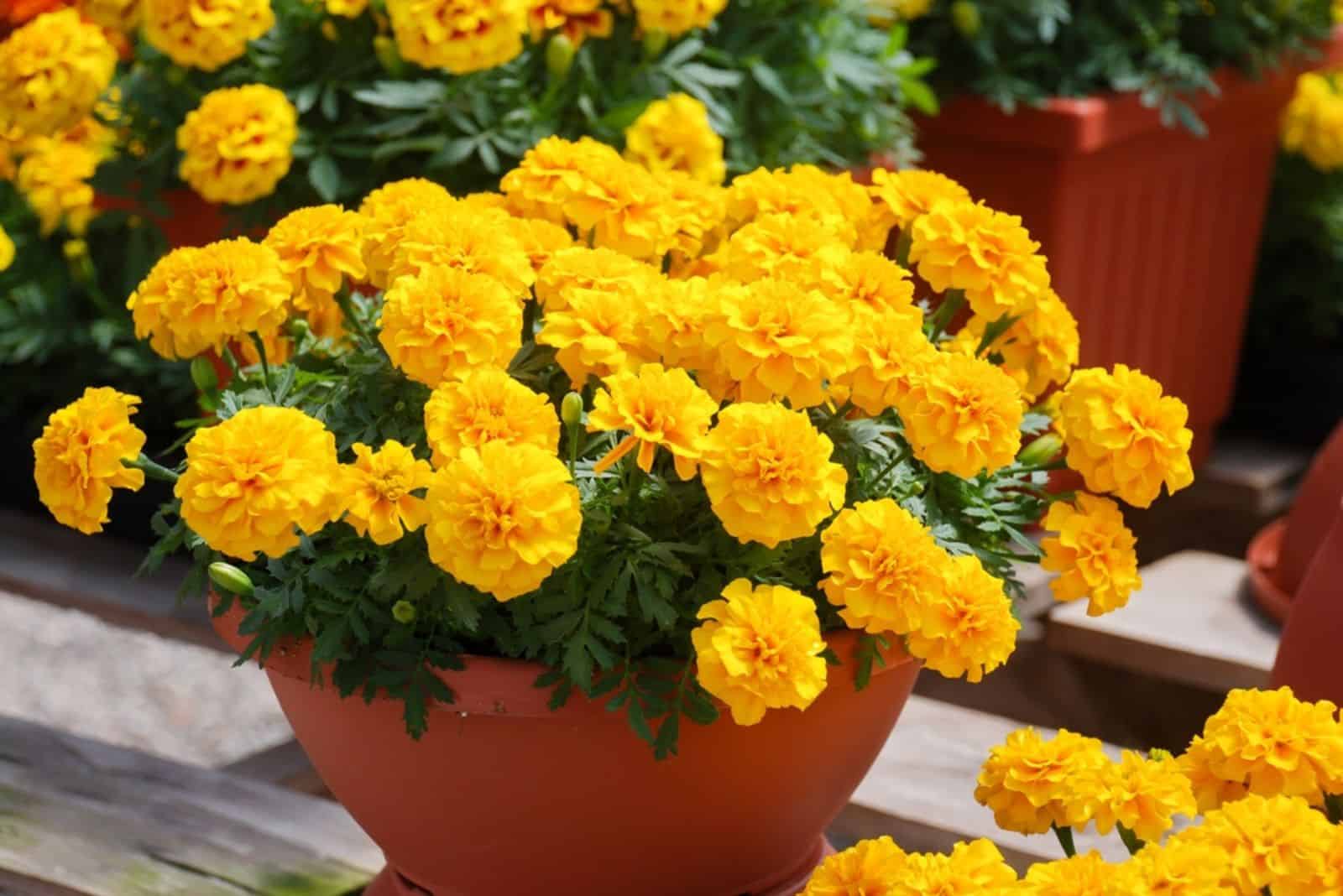 Marigolds in a brown pot