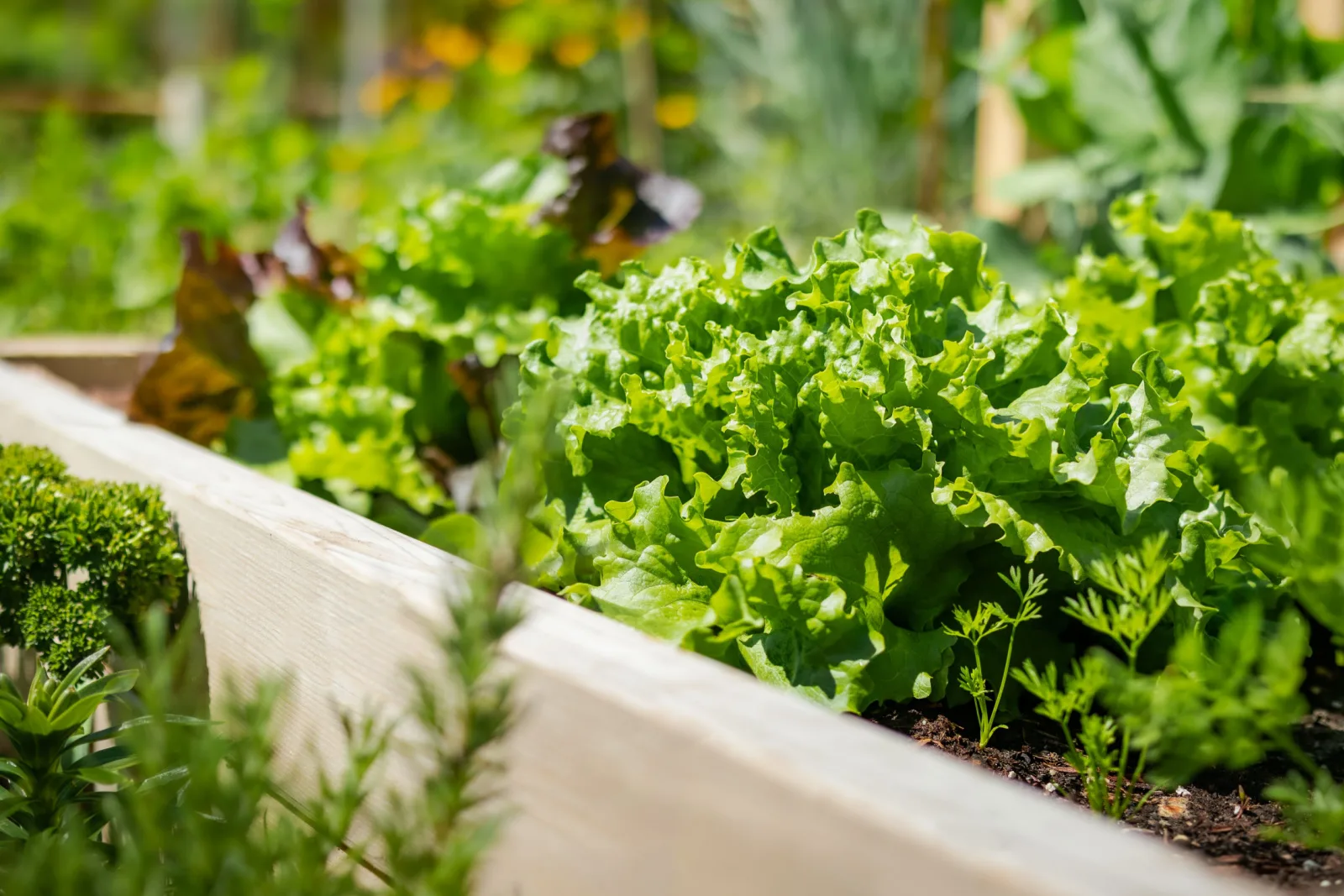 6 Tips To Help You Fill Raised Garden Beds And Get A Large Harvest