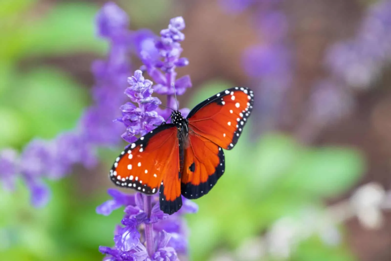 Monarch (milkweed) butterfly and purple (salvia) flower