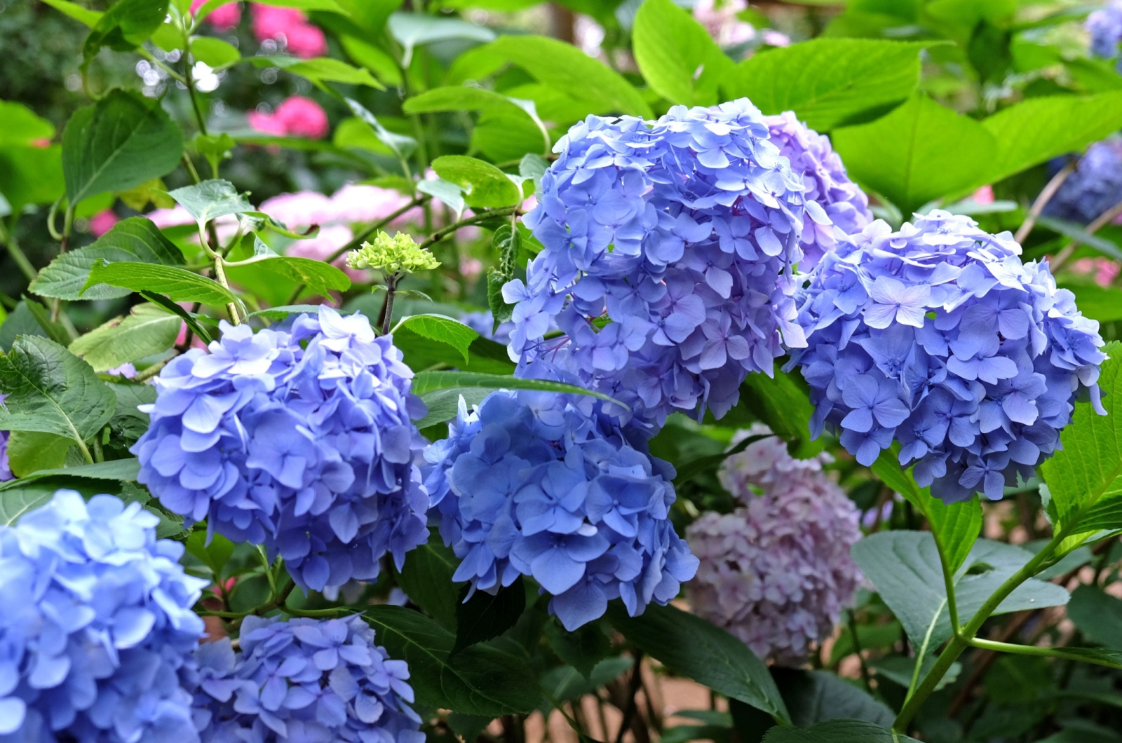 Mophead Hydrangeas