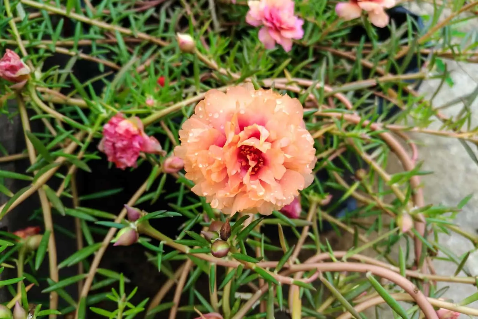 Moss Rose with Water Droplets on the Petals