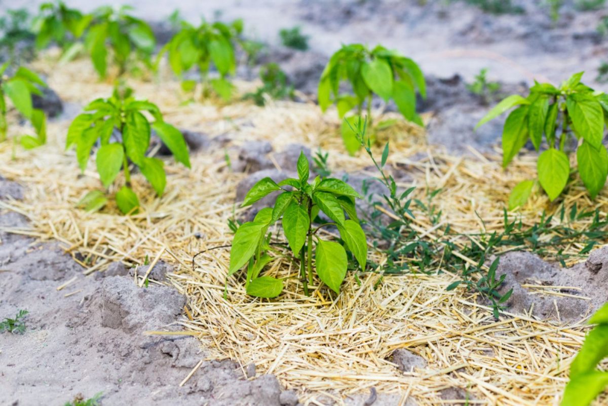 8 Effective Tips For Growing Lots Of Peppers In Your Garden