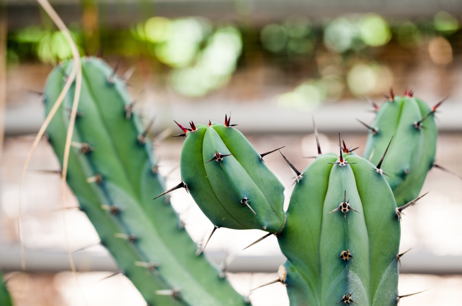 Myrtillocactus Geometrizans