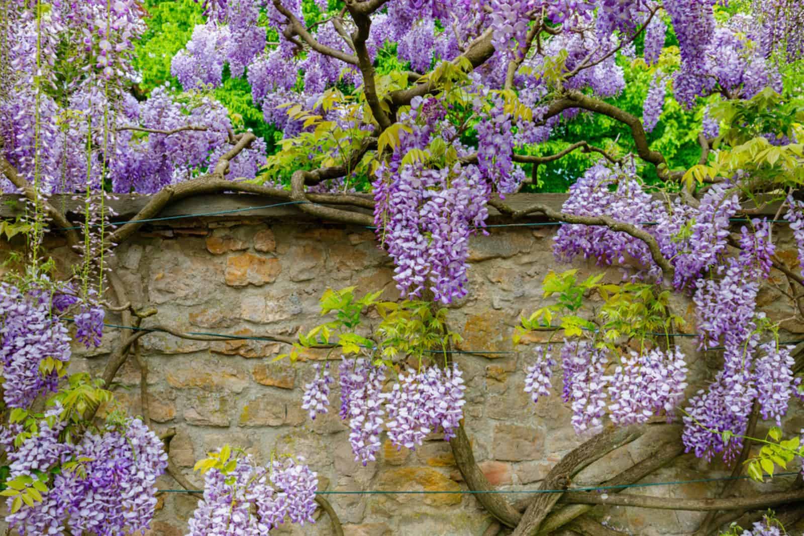 Natural chinese wisteria flowers on stone wall