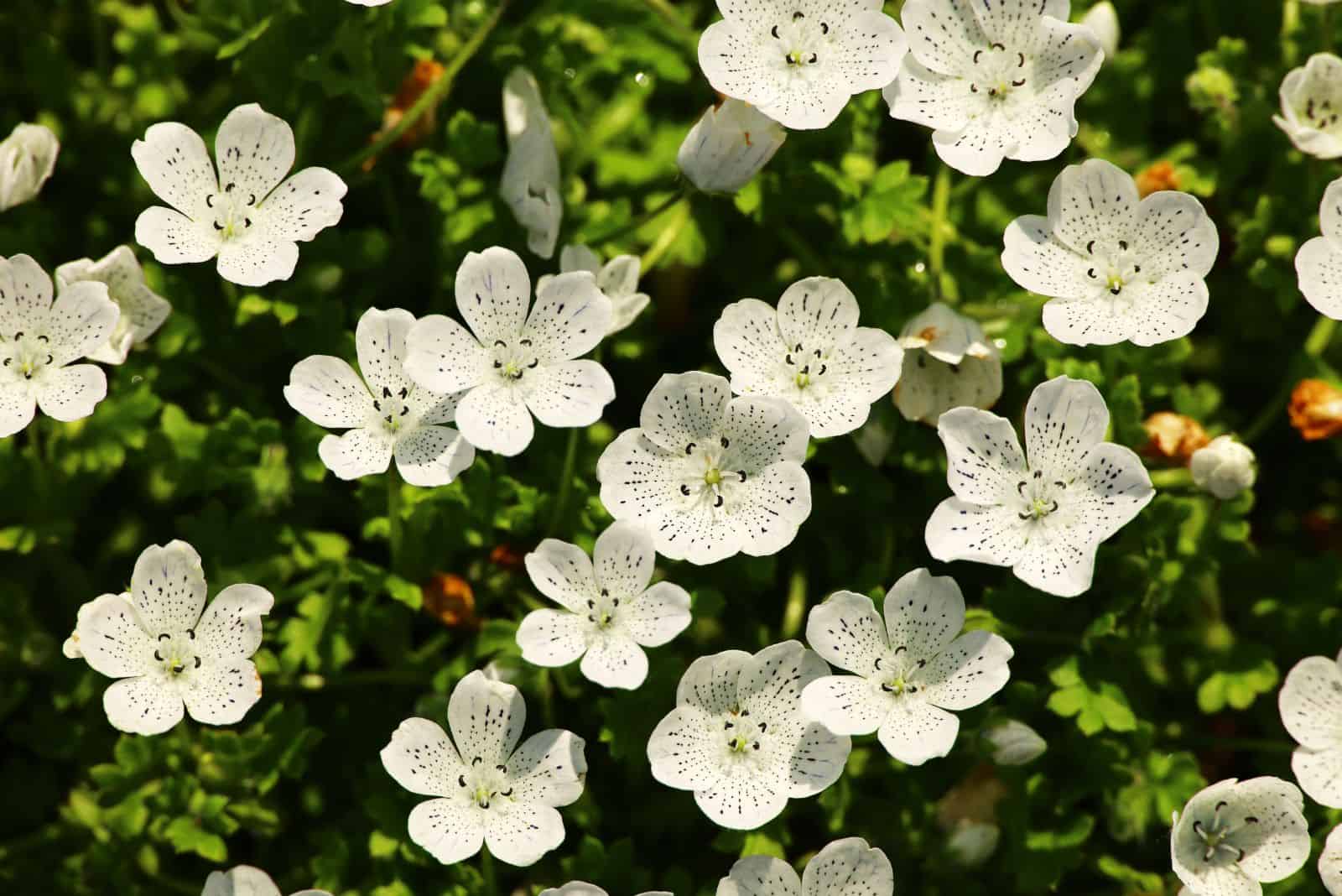 Nemophila ‘Snowstorm’