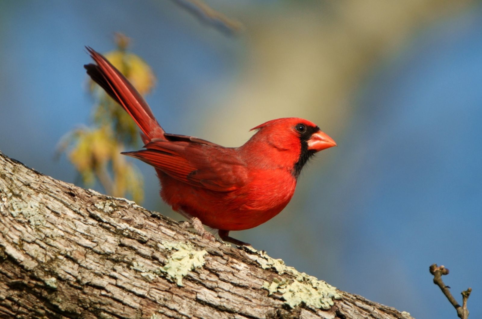 northern cardinal