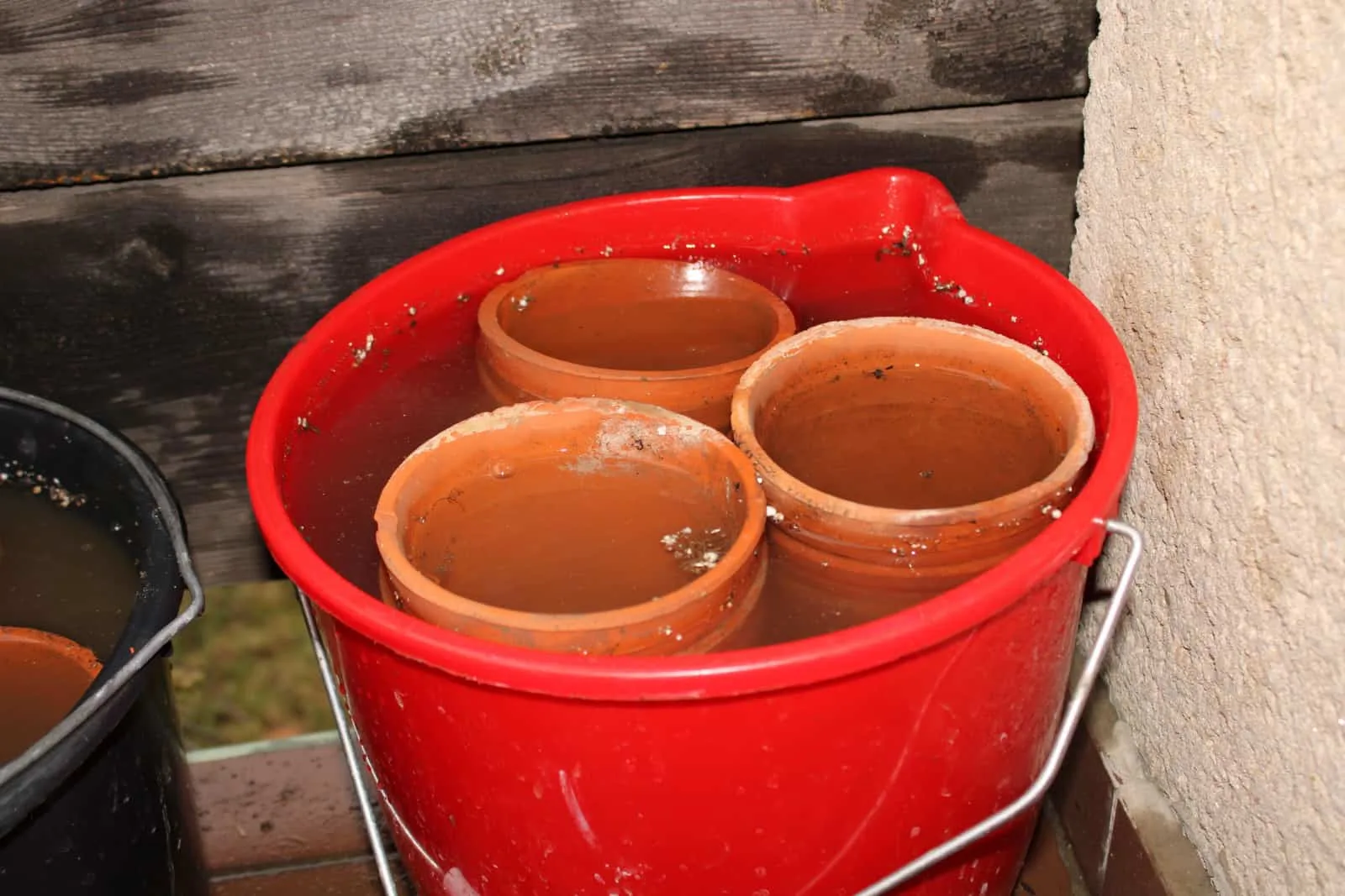 Old flower pots being soaked in a bucket with water, cleaning of old clay, ceramic, terracotta flower pots