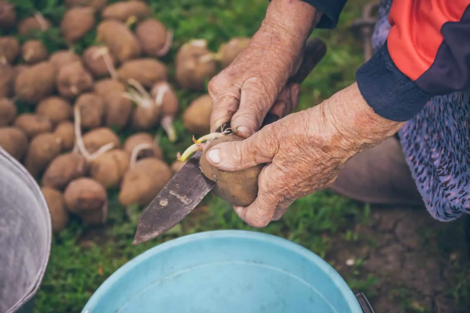 Old hands cut sprouted potatoes with knife for planting