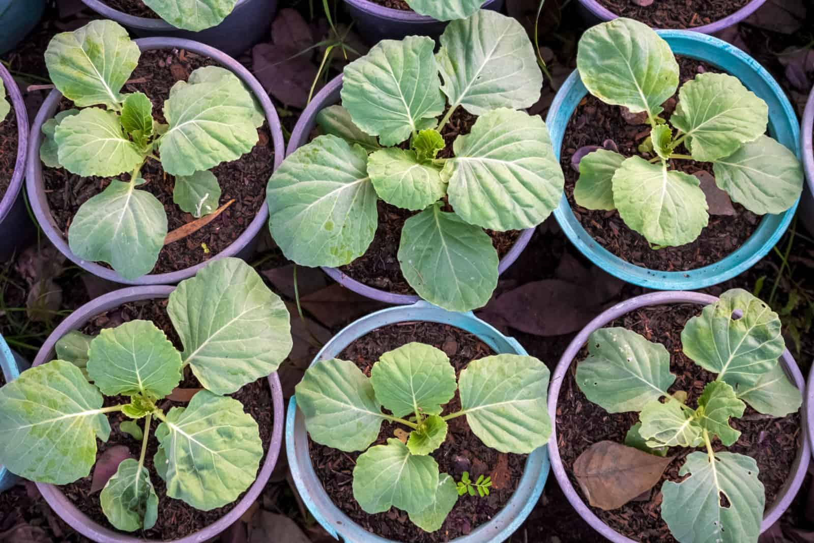 Organic collard greens planted in pots for daily nutritional needs