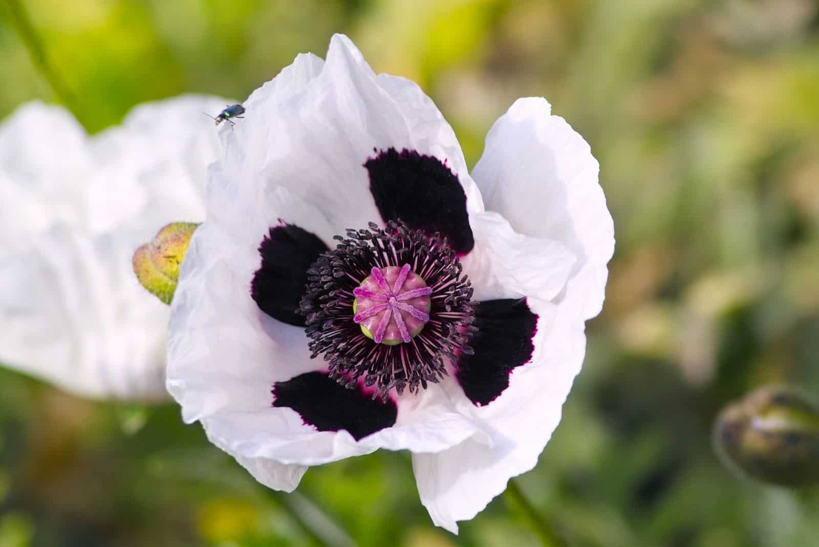 Oriental Poppy ‘Royal Wedding’