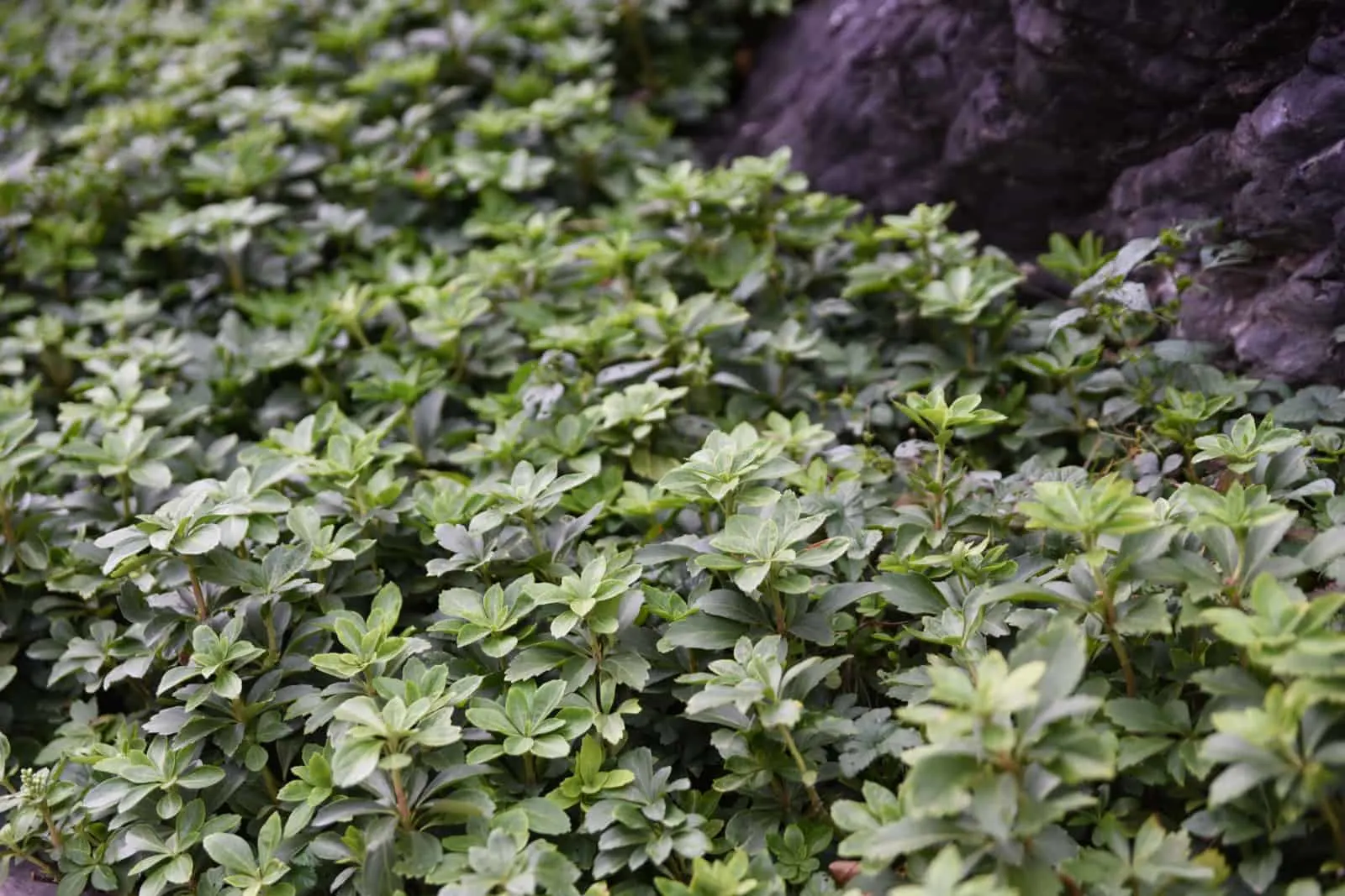 Pachysandra terminalis evergreen, perennial, groundcover plant