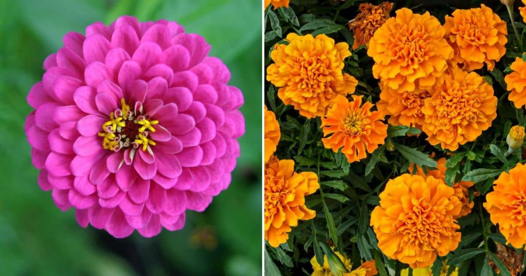 Paint Your Summer Garden With 11 Colorful Annuals That Will Bloom Nonstop