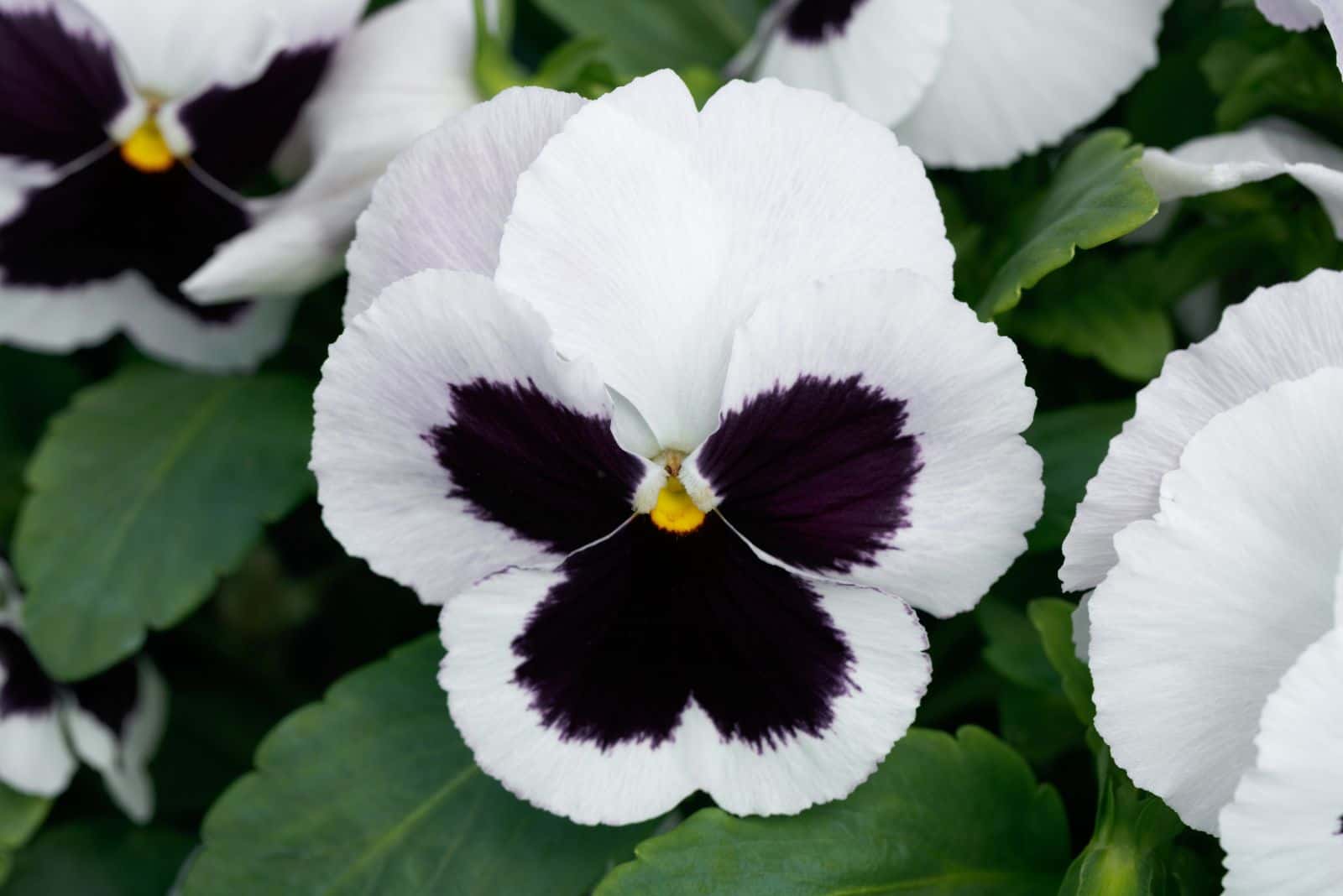 Pansy Giant White Black Face