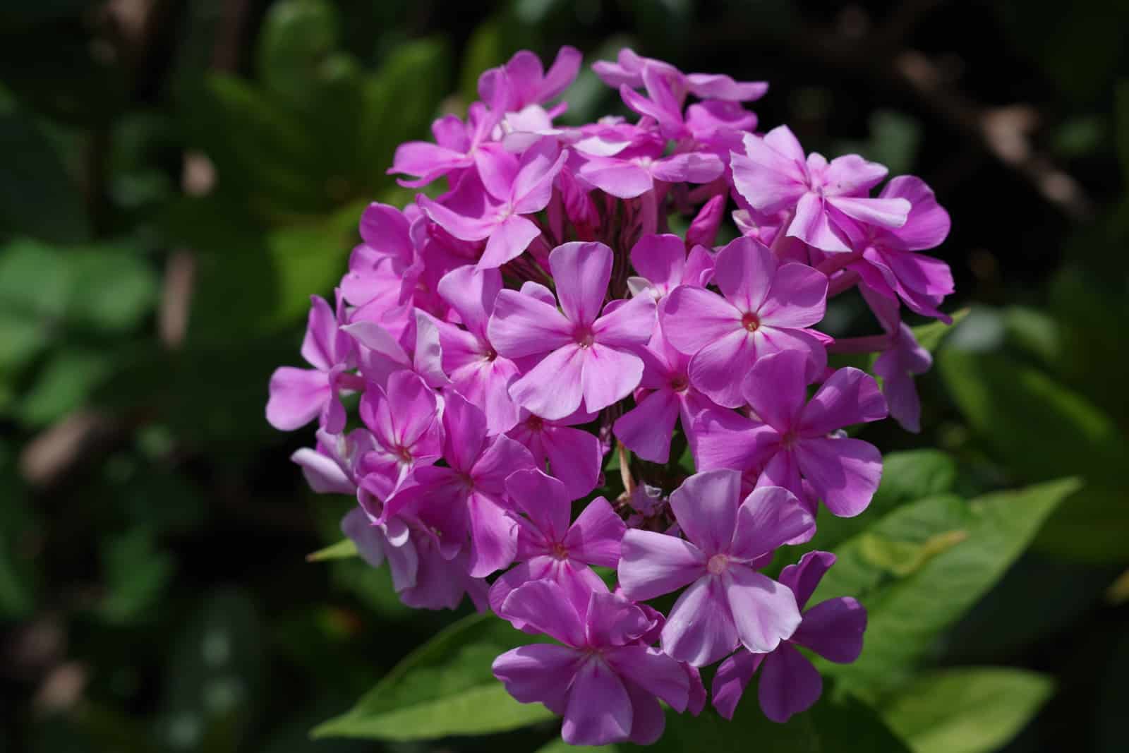 Pink Phlox Blooming in the Garden