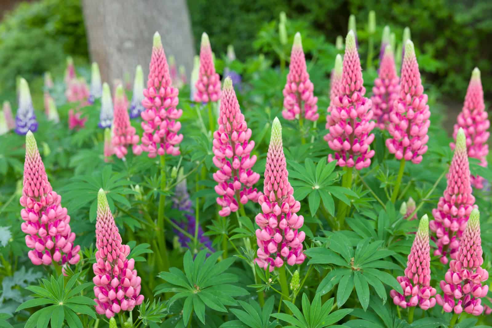 Pink lupin flowers, lupinus plants growing in an English garden in spring