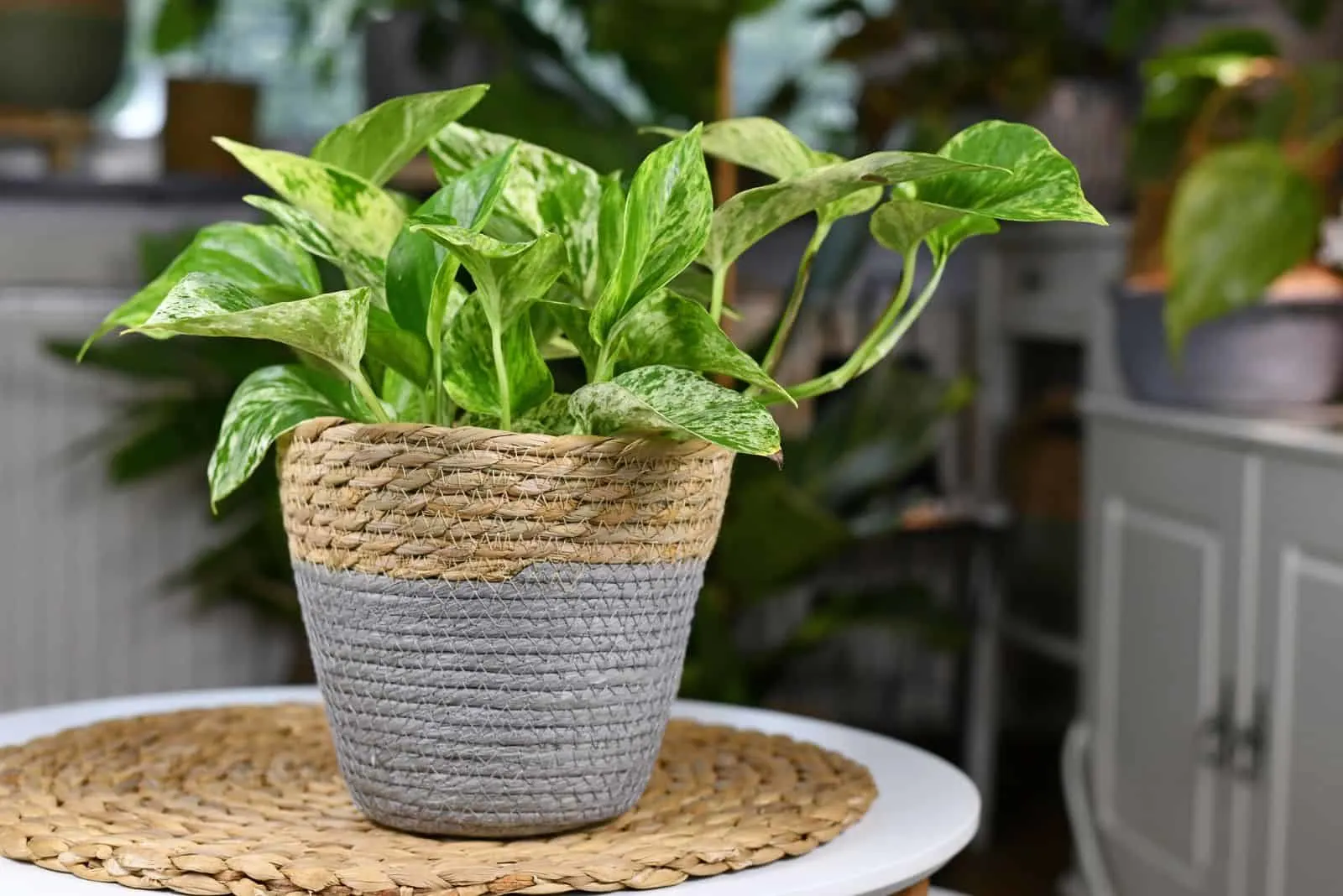 Pothos in a wicker pot on the table