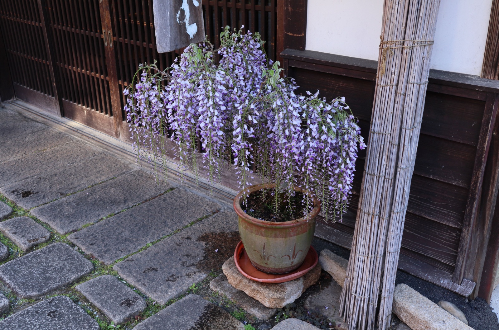 Potted Wisteria