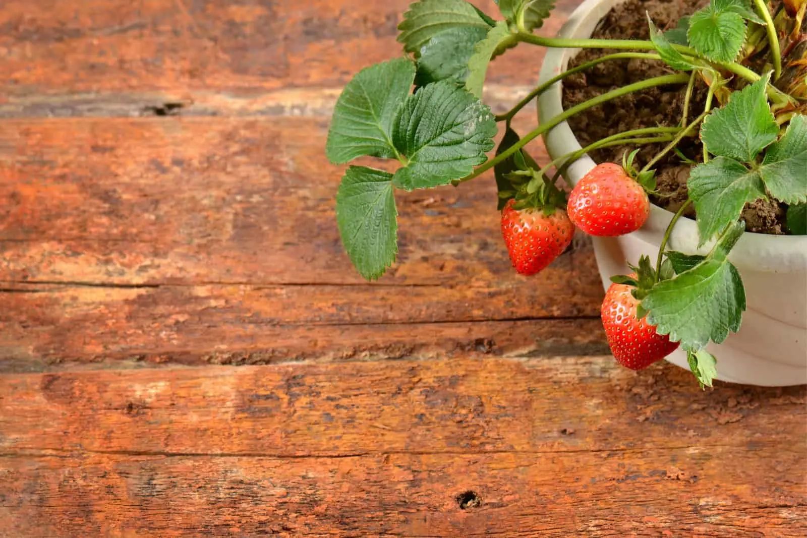 Potted strawberry on wooden background