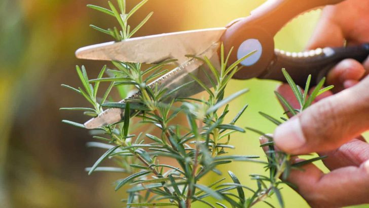 Prune Your Rosemary Like A Pro With These Expert Tips