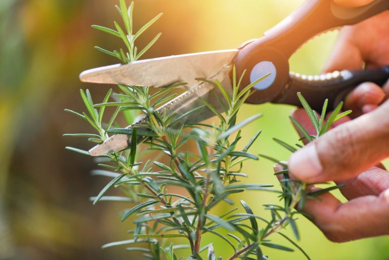 pruning rosemary