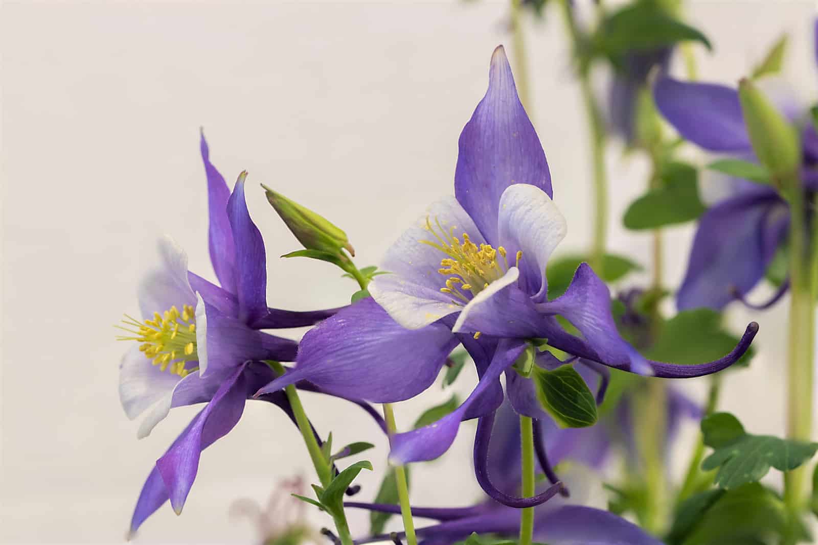 Purple Columbine flowers with stems and leaves.