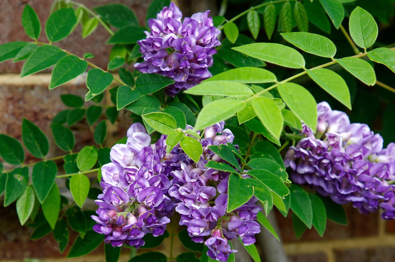 Purple Wisteria