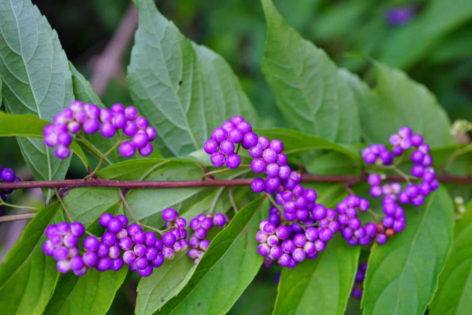 Purple berries of the Beautyberry plant