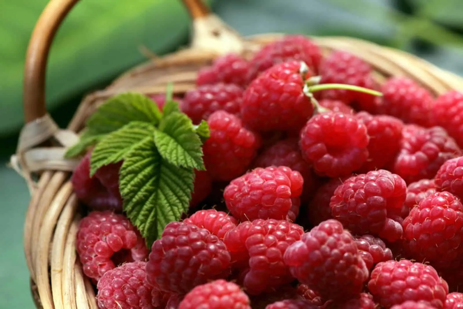 Raspberry basket with leaves