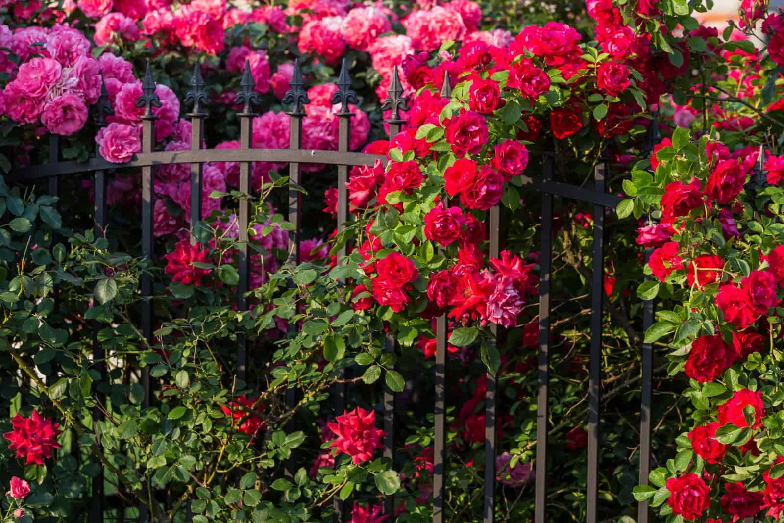 Red roses on the decorative gate
