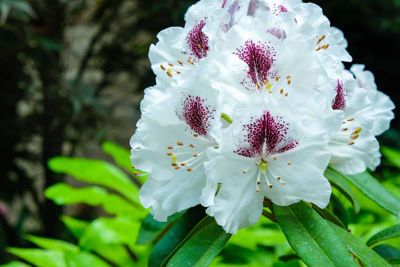 Rhododendron ‘Sappho’