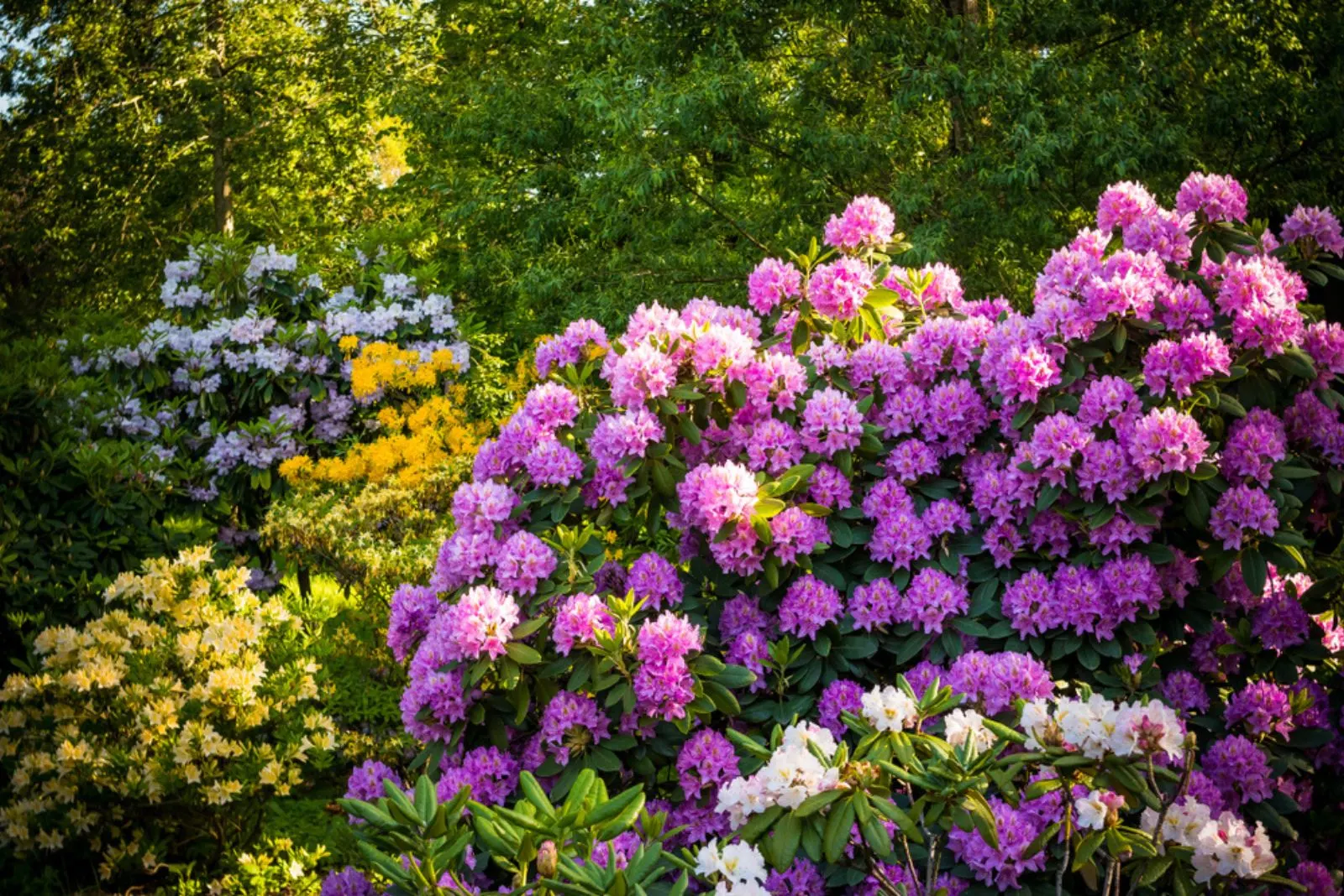 10 Spectacular Plants That Grow Well Under Pine Trees